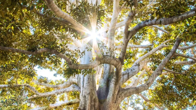 Sunlight filtering through tree leaves